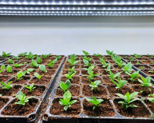 conception d’un projet maraîchage (1)