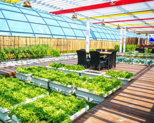 conception d’un projet maraîchage (2)