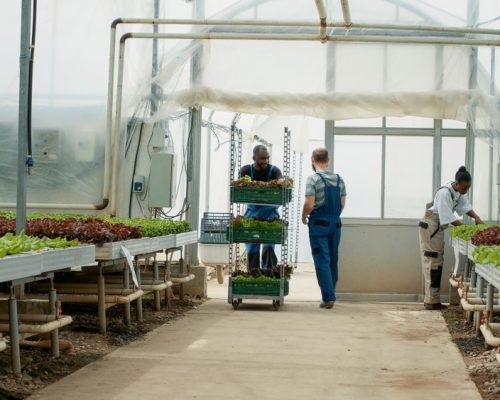 conception d’un projet maraîchage (3)