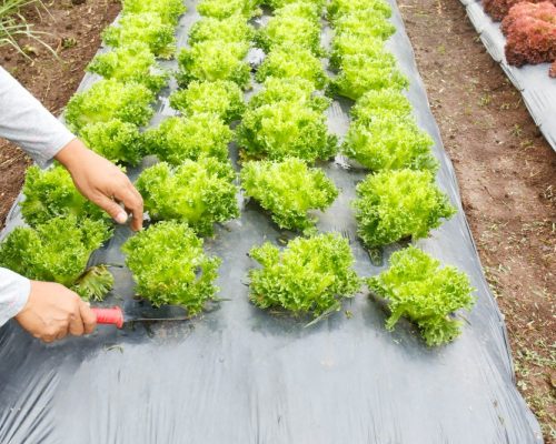 conception d’un projet maraîchage (6)