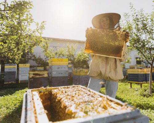 formation_apiculture (3)