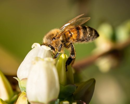 formation_apiculture (4)