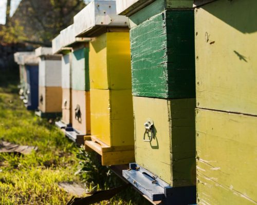formation_apiculture (5)