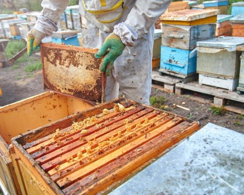 formation_apiculture (6)