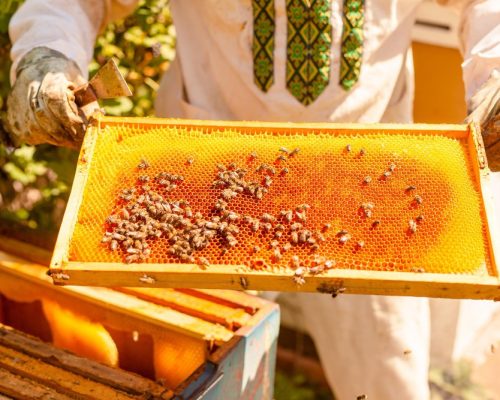 formation_apiculture (7)