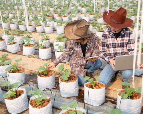 production agricole en permaculture (4)