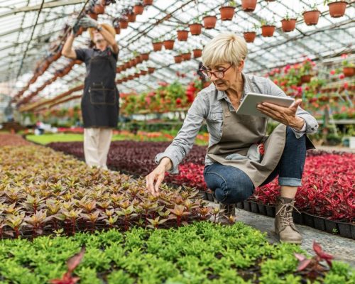 production agricole en permaculture (5)