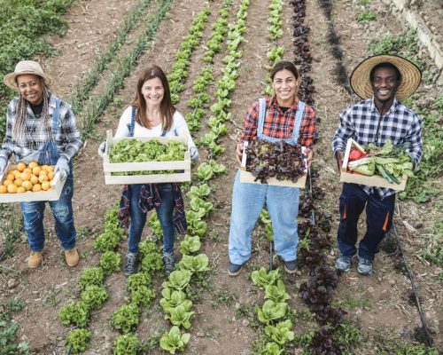 production agricole en permaculture (7)