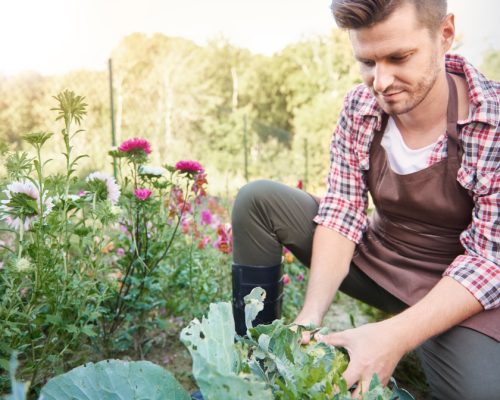 production agricole en permaculture (8)