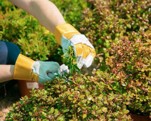 production_de_plante (1)