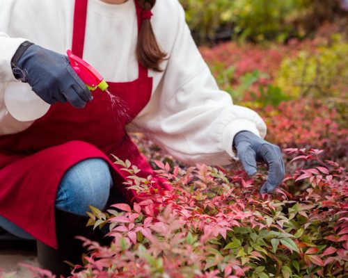 production_de_plante (4)