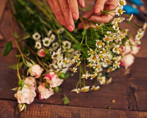 production_de_plante (7)