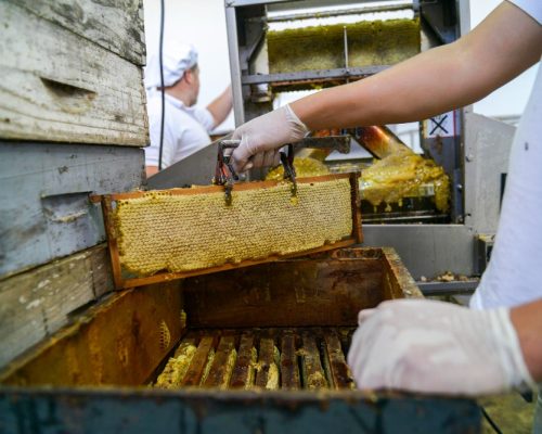 production_miel (3)