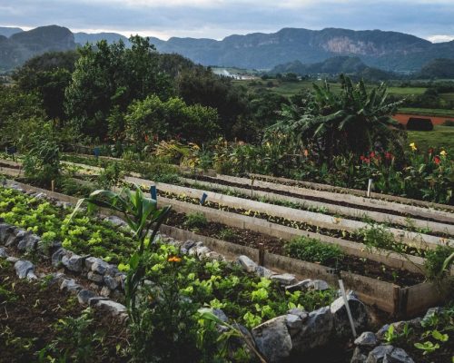 productions en vergers et maraîchage (3)