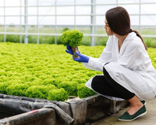 productions en vergers et maraîchage (5)