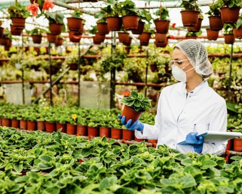 productions en vergers et maraîchage (7)