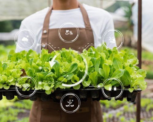 productions en vergers et maraîchage (8)